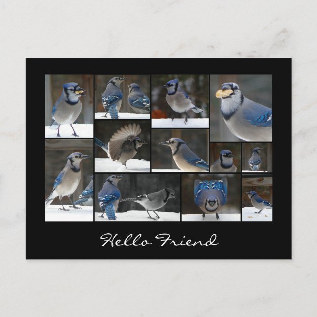 Carte postale Collage Jay bleu (Devant)