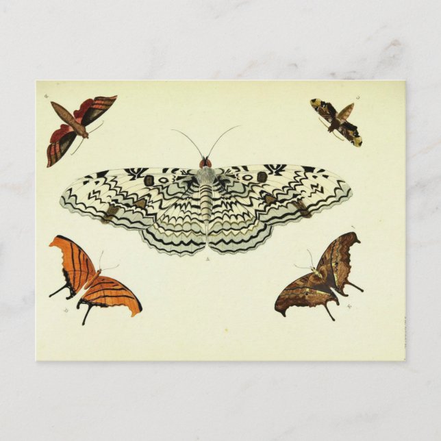 Carte Postale Collage papillon vintage (Devant)