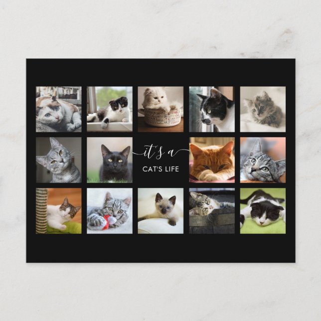 Carte Postale Collage photo de chat (Devant)