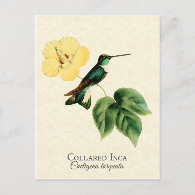 Carte postale Collared Inca Hummingbird Art (Devant)