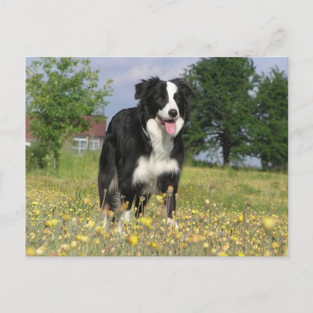 Carte Postale colle frontière pleine 3.png (Devant)