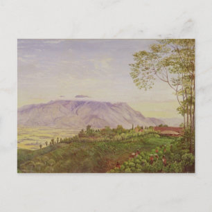 Carte Postale Collecte de thé dans la plantation de M. Hoelle à