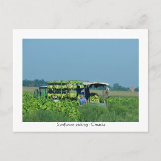 Carte Postale Collecte de tournesol, Croatie 2008