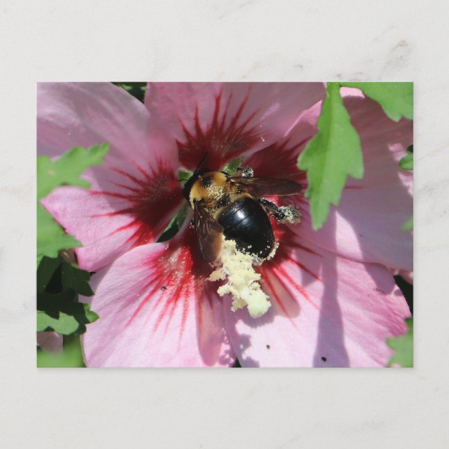 Carte Postale Collection Busy Be Pollen dans un Hibiscus  (Devant)
