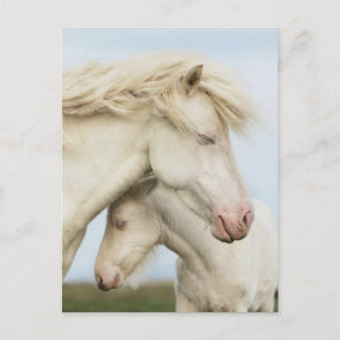 Carte Postale Collection Cheval