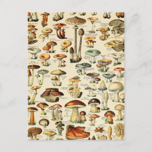 Carte Postale Collection de champignons