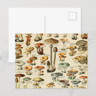 Carte postale Collection de champignons