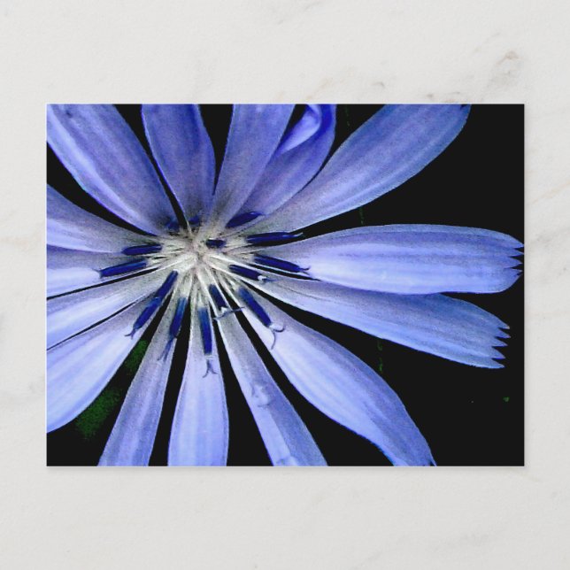 Carte Postale Collection de chicorée (Devant)