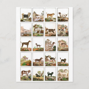 Carte Postale Collection De Chiens En Style Vintage