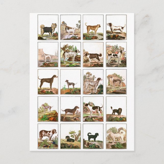 Carte Postale Collection De Chiens En Style Vintage (Devant)