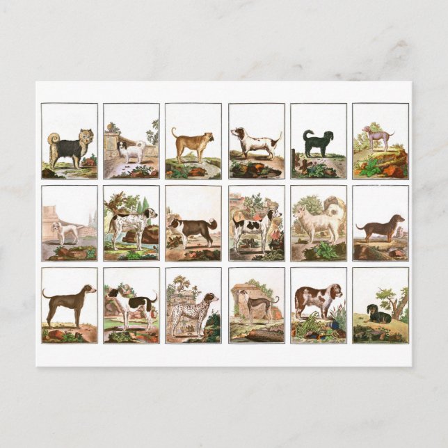 Carte Postale Collection De Chiens En Style Vintage (Devant)