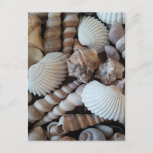 Carte Postale Collection de coquillages ensoleillés Nature été