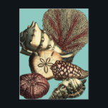 Carte Postale Collection de coquillages turquoise et de coraux r<br><div class="desc">Allez sous l'eau pour explorer la mer avec toutes ces différentes créatures marines. Cette oeuvre d'art vintage s'ajoute à merveille à tous les amateurs d'anémones de mer aux accents arrière - plans turquoise et rouges vifs sur les coquillages. Obtenez votre impression artistique dès aujourd'hui sur votre produit.</div>