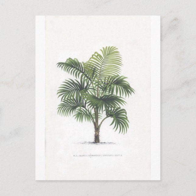 Carte Postale Collection de dessins de paume (Devant)