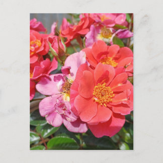 Carte Postale Collection de fleurs
