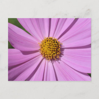 Carte Postale Collection de fleurs no 4
