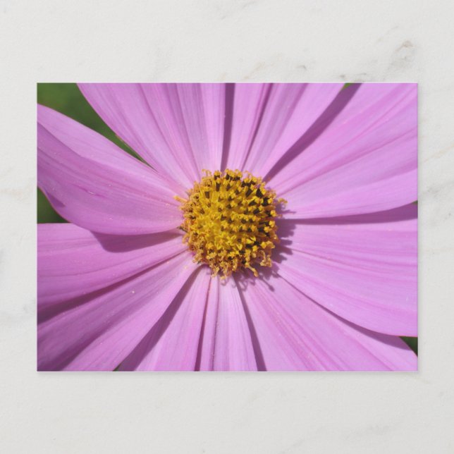 Carte Postale Collection de fleurs no 4 (Devant)