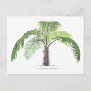 Carte Postale Collection de l'illustration III de palmier