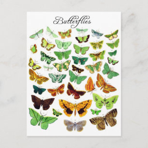Carte Postale Collection de papillons verts