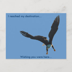 Carte Postale Collection de vols d'Aigle royal II