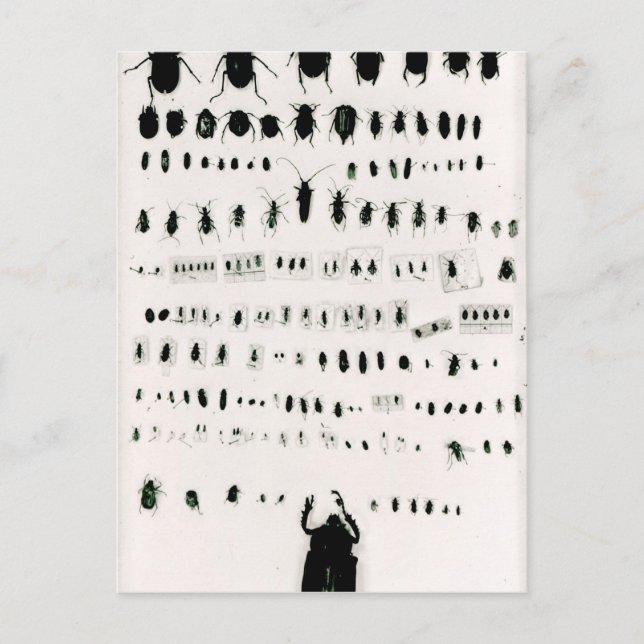 Carte Postale Collection d'insectes de Darwin (Devant)