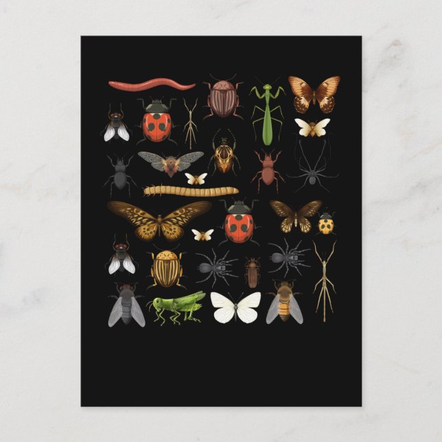 Carte Postale Collection d'insectes Nature Vol Papillon Moths (Devant)