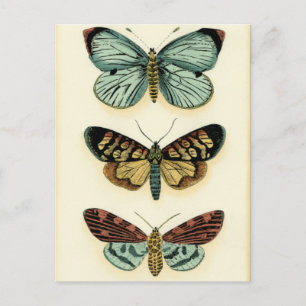 Carte Postale Collection Papillons par Chariklia Zarris