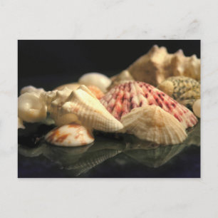 Carte postale Collection Seashell