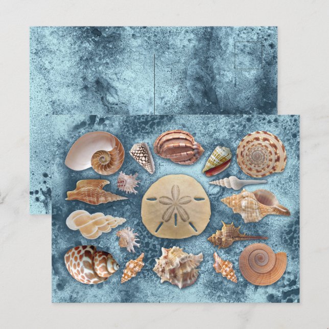 Carte Postale Collection Seashells (Devant / Derrière)