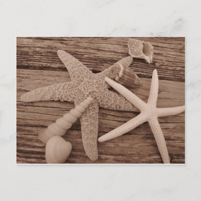 Carte Postale Collection Shell (Devant)