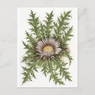 Carte Postale Collection Silver Thistle