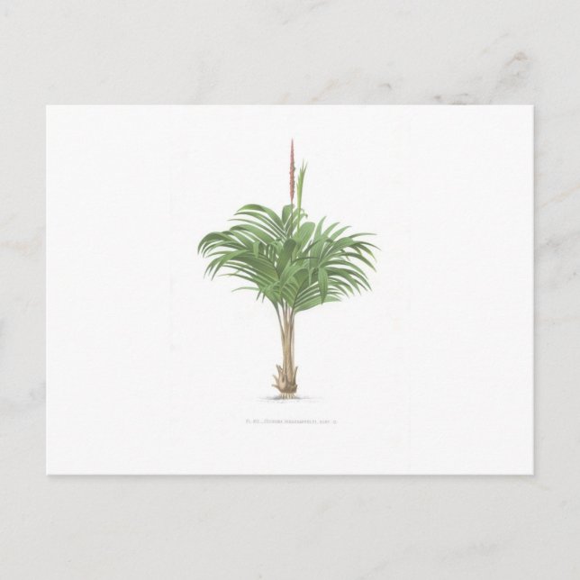 Carte Postale Collection Tropical Palm - image 2 (Devant)