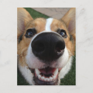 Carte Postale Collection Welsh Corgi Chien Nose