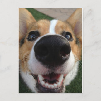 Carte Postale Collection Welsh Corgi Chien Nose