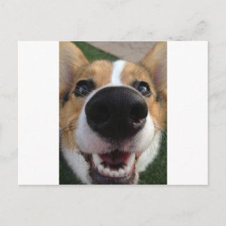 Carte Postale Collection Welsh Corgi Chien Nose