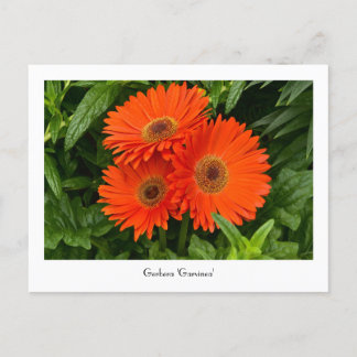 Carte postale collective Orange Gerbera Daisy