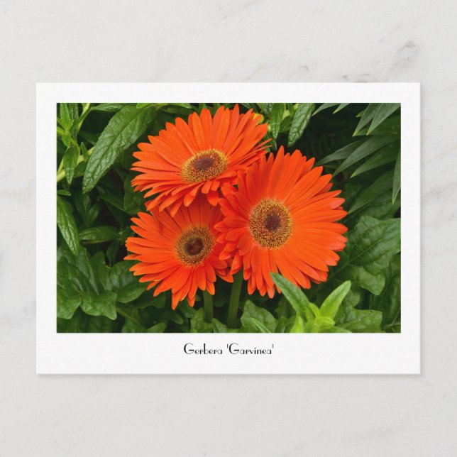 Carte postale collective Orange Gerbera Daisy (Devant)