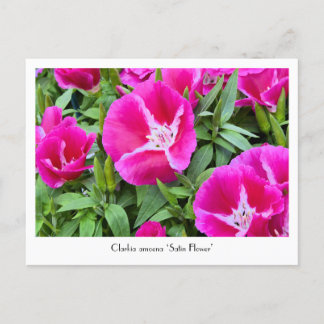 Carte postale Collective Satin ou Godet