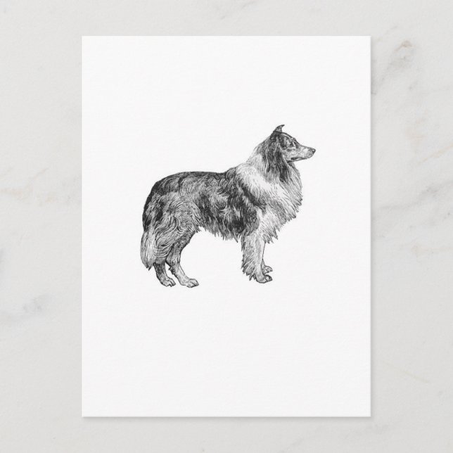 Carte Postale Collie (Devant)