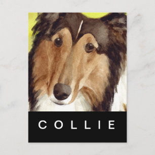 Carte Postale Collie