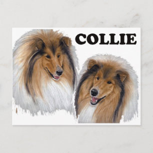 Carte Postale Collie