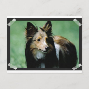 Carte Postale collie-16