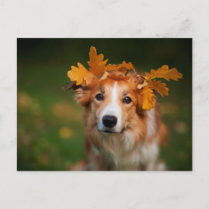 Carte Postale Collie à la frontière rouge avec une Garlande de f
