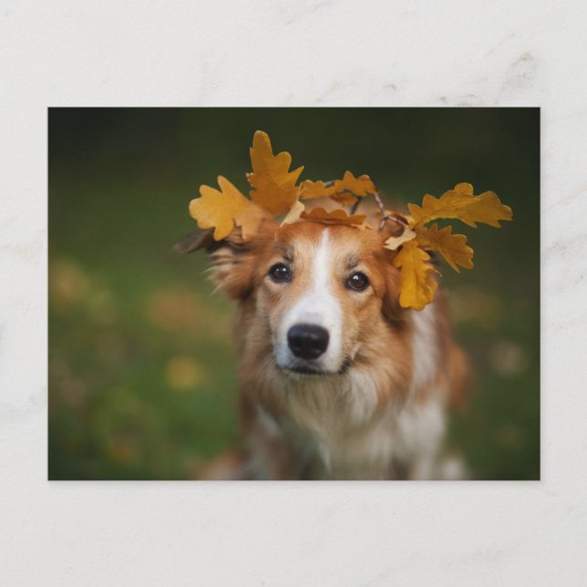 Carte Postale Collie à la frontière rouge avec une Garlande de f (Devant)