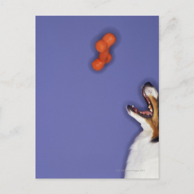 Carte Postale Collie attraper l'os en plastique (Devant)