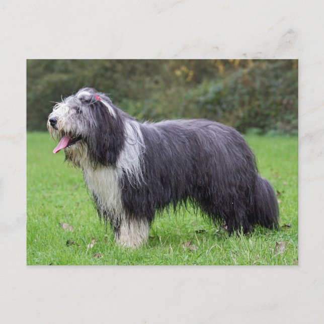 Carte Postale collie barbu (Devant)