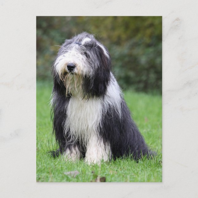 Carte Postale collie barbu (Devant)