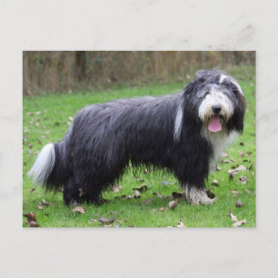 Carte Postale collie barbu