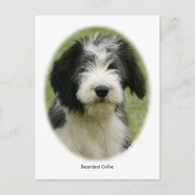 Carte Postale Collie barrée 9Y049D-018 (Devant)
