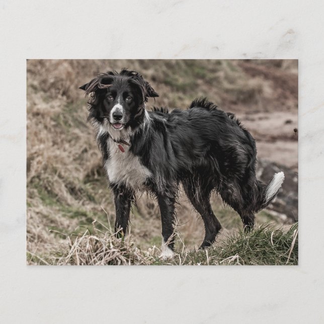 Carte postale Collie Bordure (Devant)